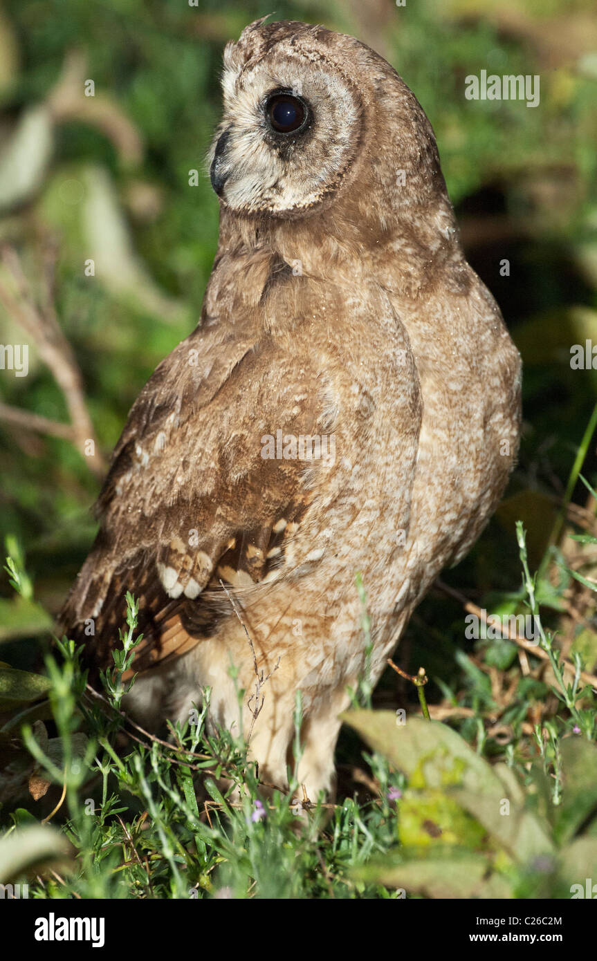 Stock Foto einer afrikanischen Marsh Eule sitzt in der Bürste in die frühen Morgenstunden. Stockfoto