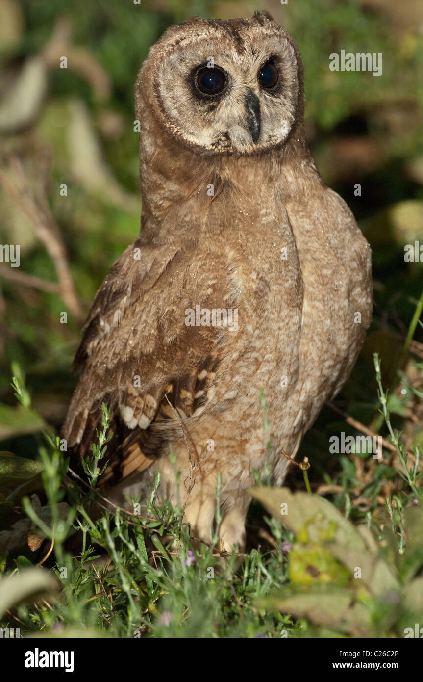 Stock Foto einer afrikanischen Marsh Eule sitzt in der Bürste in die frühen Morgenstunden. Stockfoto