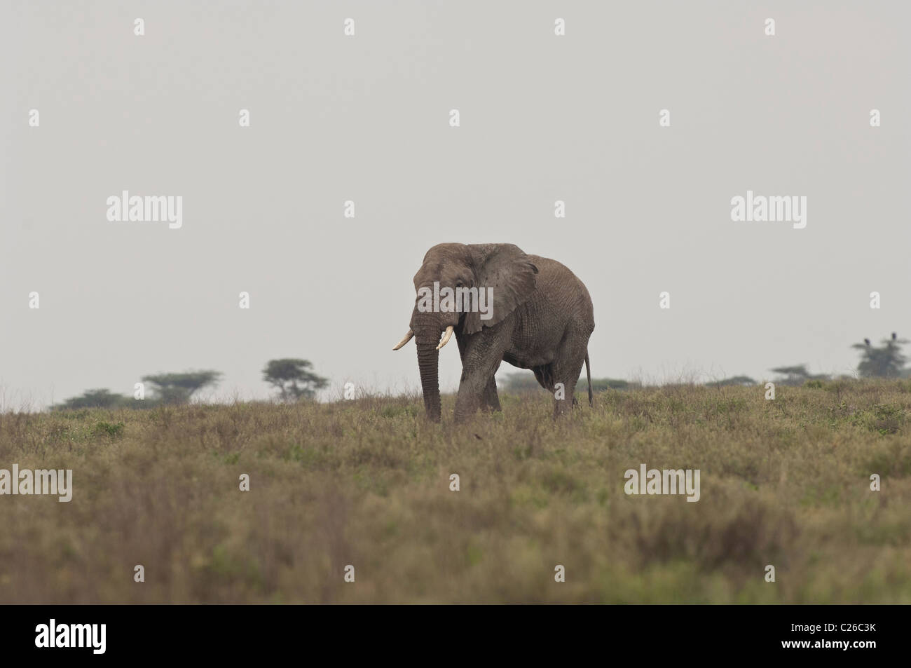 Stock Foto von einem Elefantenbullen zu Fuß über die kurze Grasebenen der südlichen Serengeti. Stockfoto