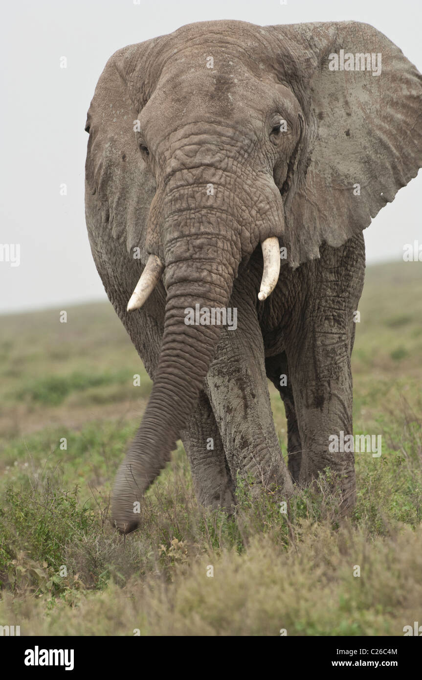 Stock Foto von einem Elefantenbullen zu Fuß über die kurze Grasebenen der südlichen Serengeti. Stockfoto