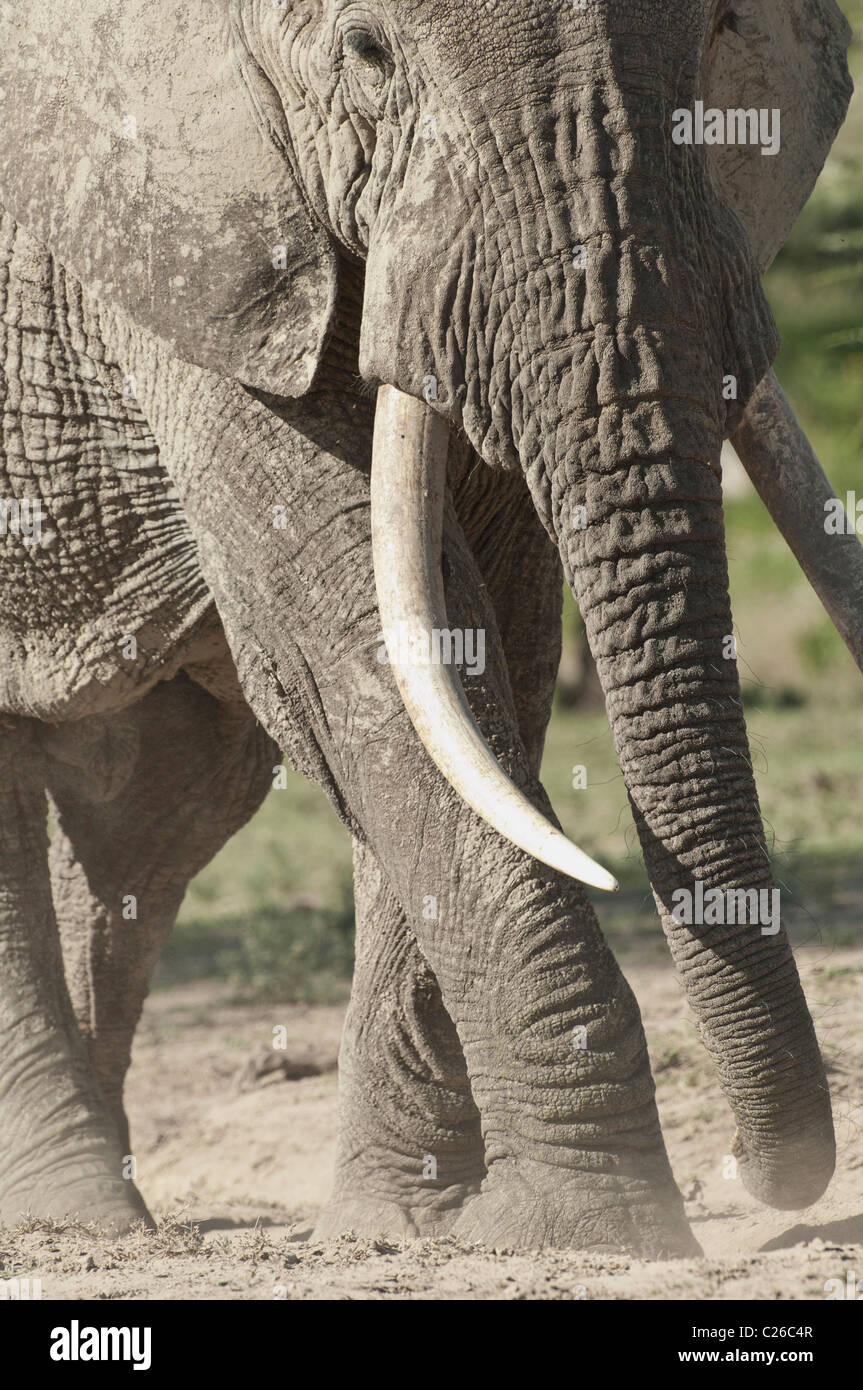 Stock Foto von einem Elefantenbullen zu Fuß über die kurze Grasebenen der südlichen Serengeti. Stockfoto