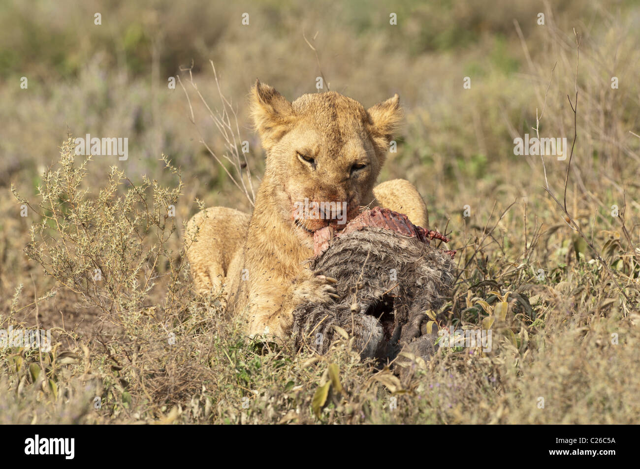 Stock Foto eines jungen männlichen Löwen kauen auf den Kadaver ein Zebra Fohlen. Stockfoto