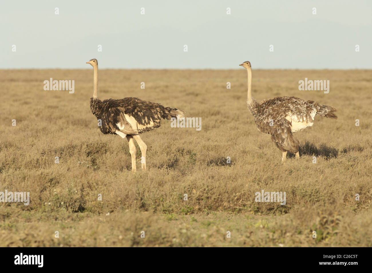 Stock Foto von zwei Masai Strauß in der Serengeti-Ebene. Stockfoto