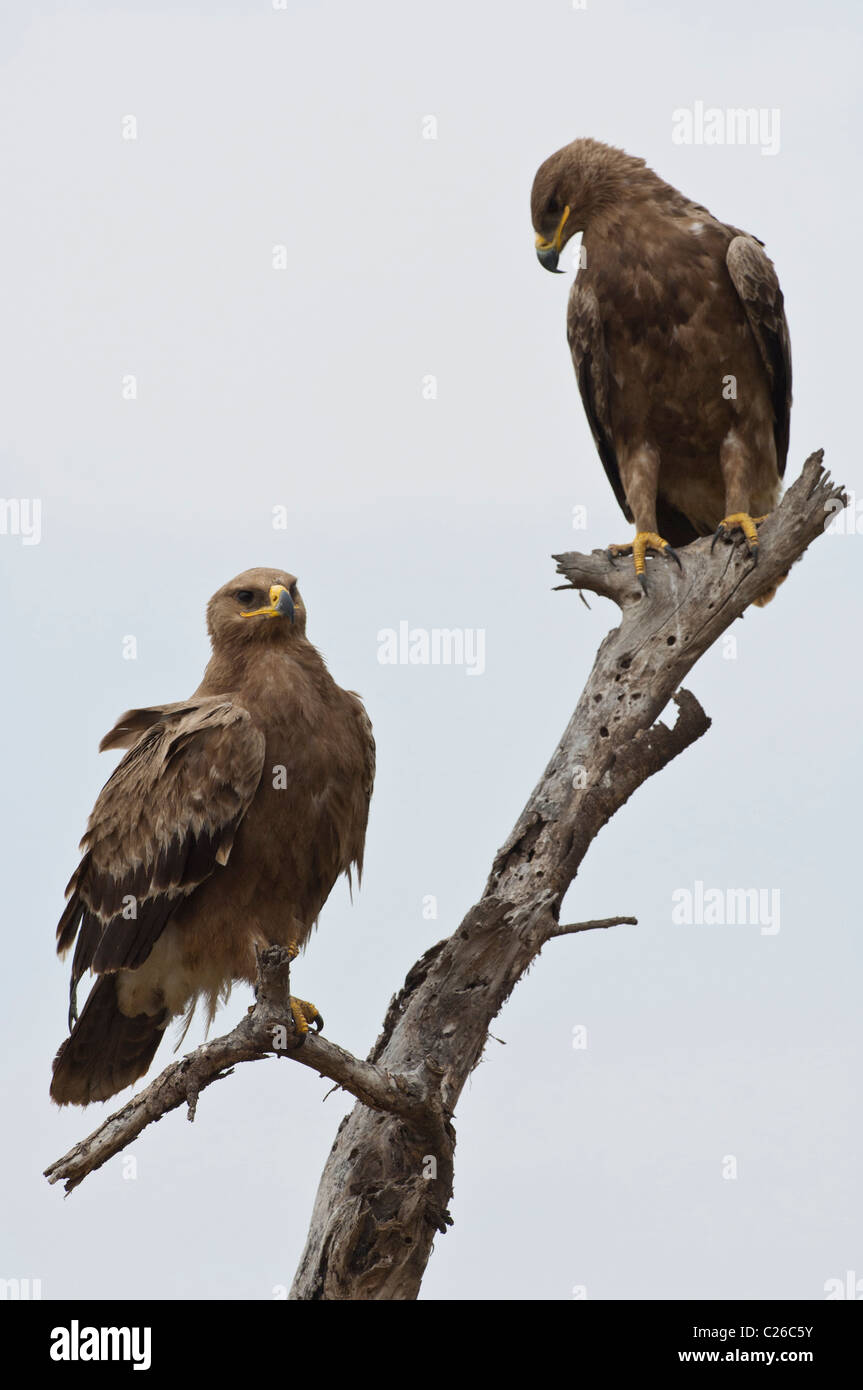 Stock Foto von zwei Steppe Adler sitzt auf einem abgestorbenen Baum. Stockfoto