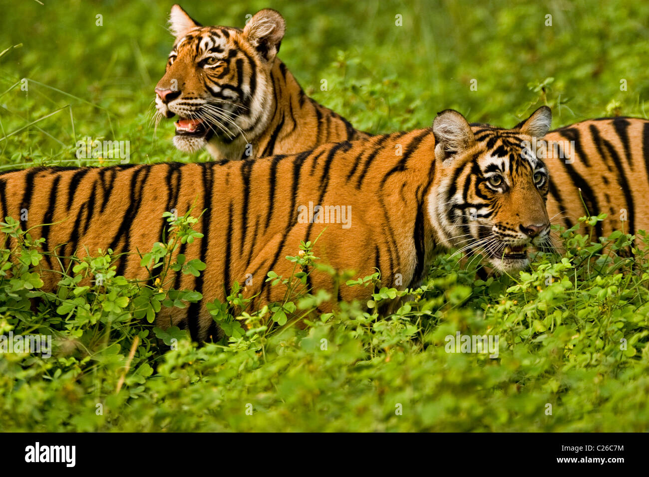 Zwei Tiger in grünen Büschen des Ranthambhore nach dem Monsunregen Stockfoto