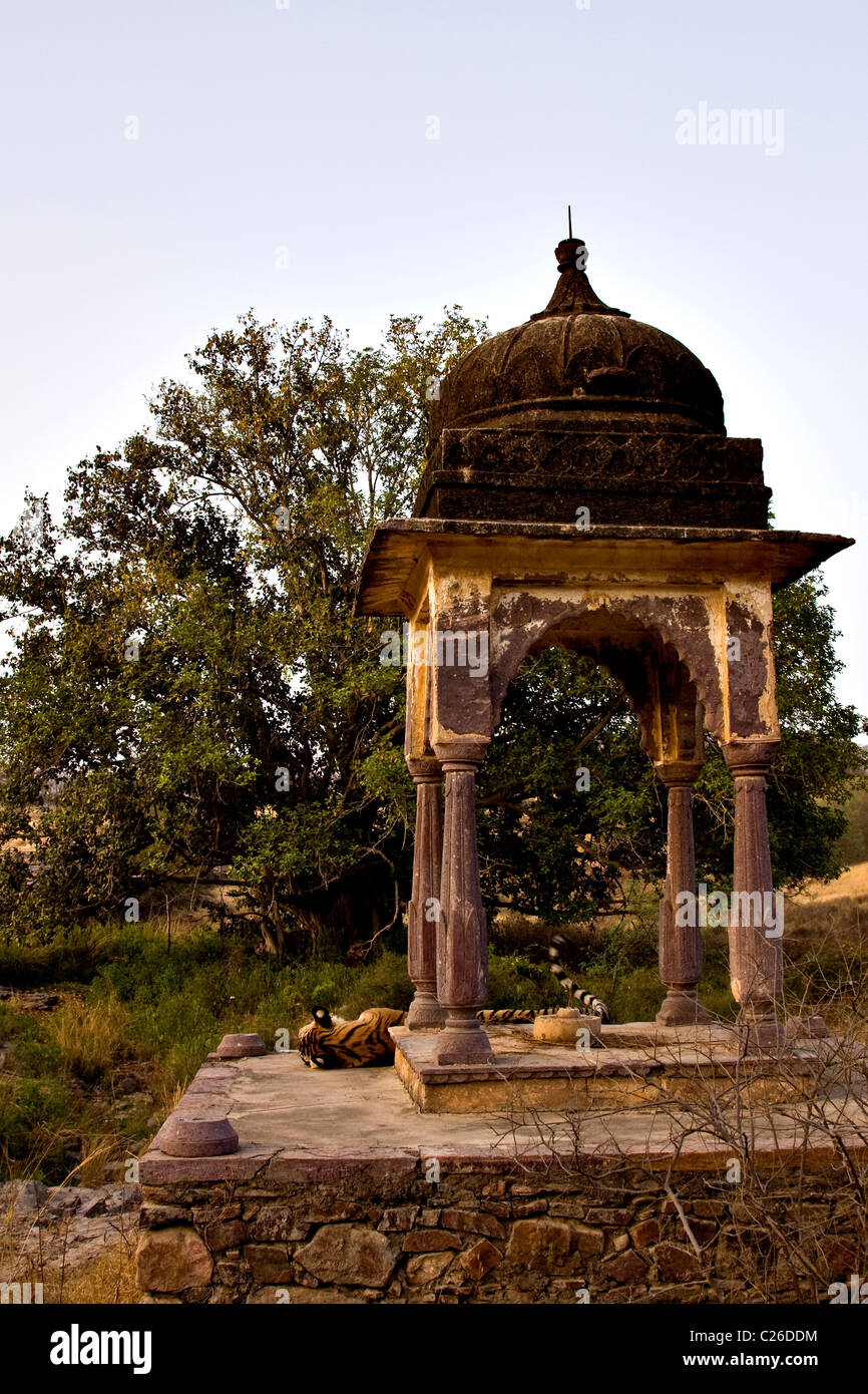 Tiger schlafen in einem Chattri oder Palast in Ranthambore Tiger reserve Stockfoto