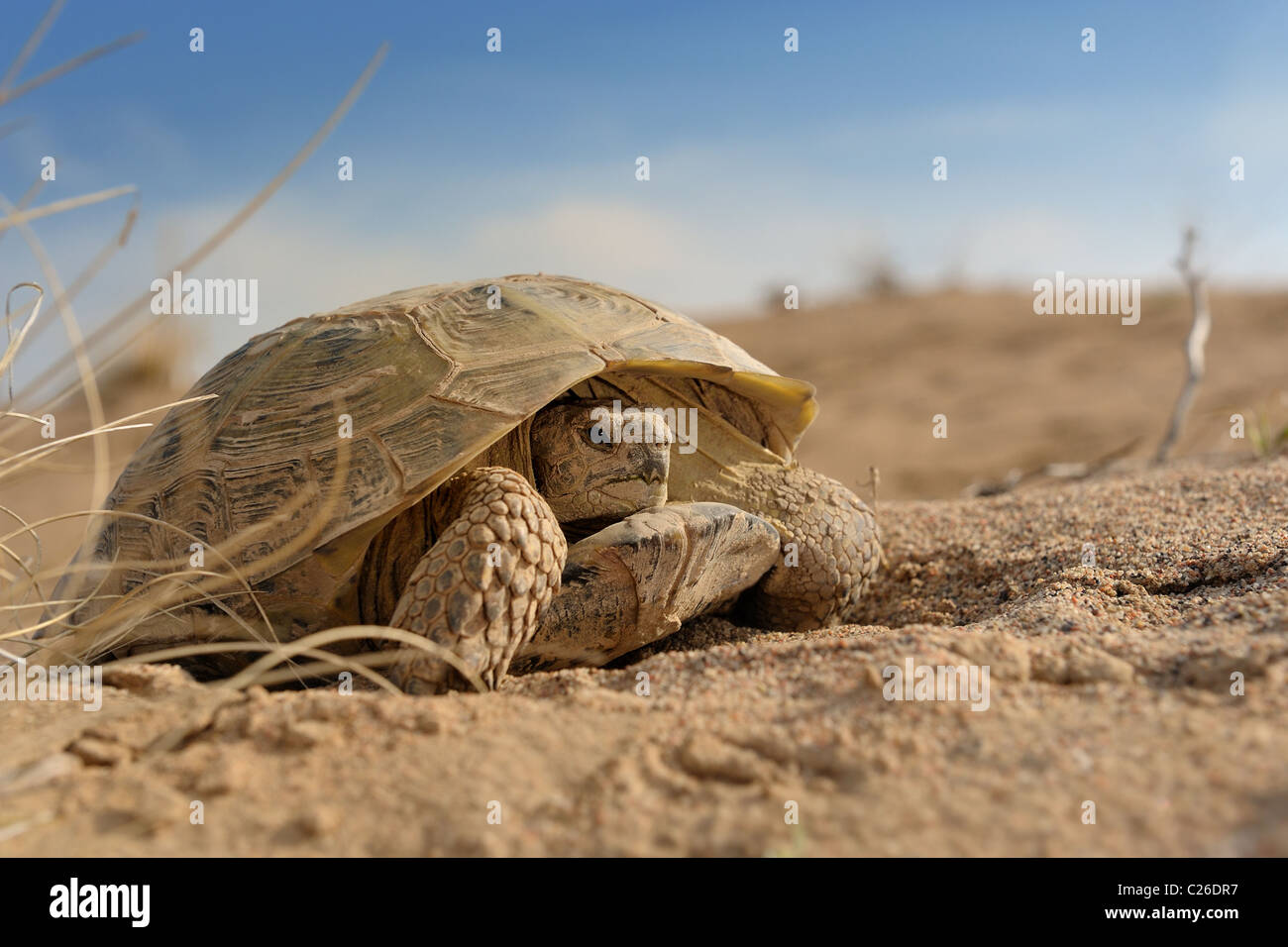 Die russische Schildkröte in Sandwüste. Stockfoto