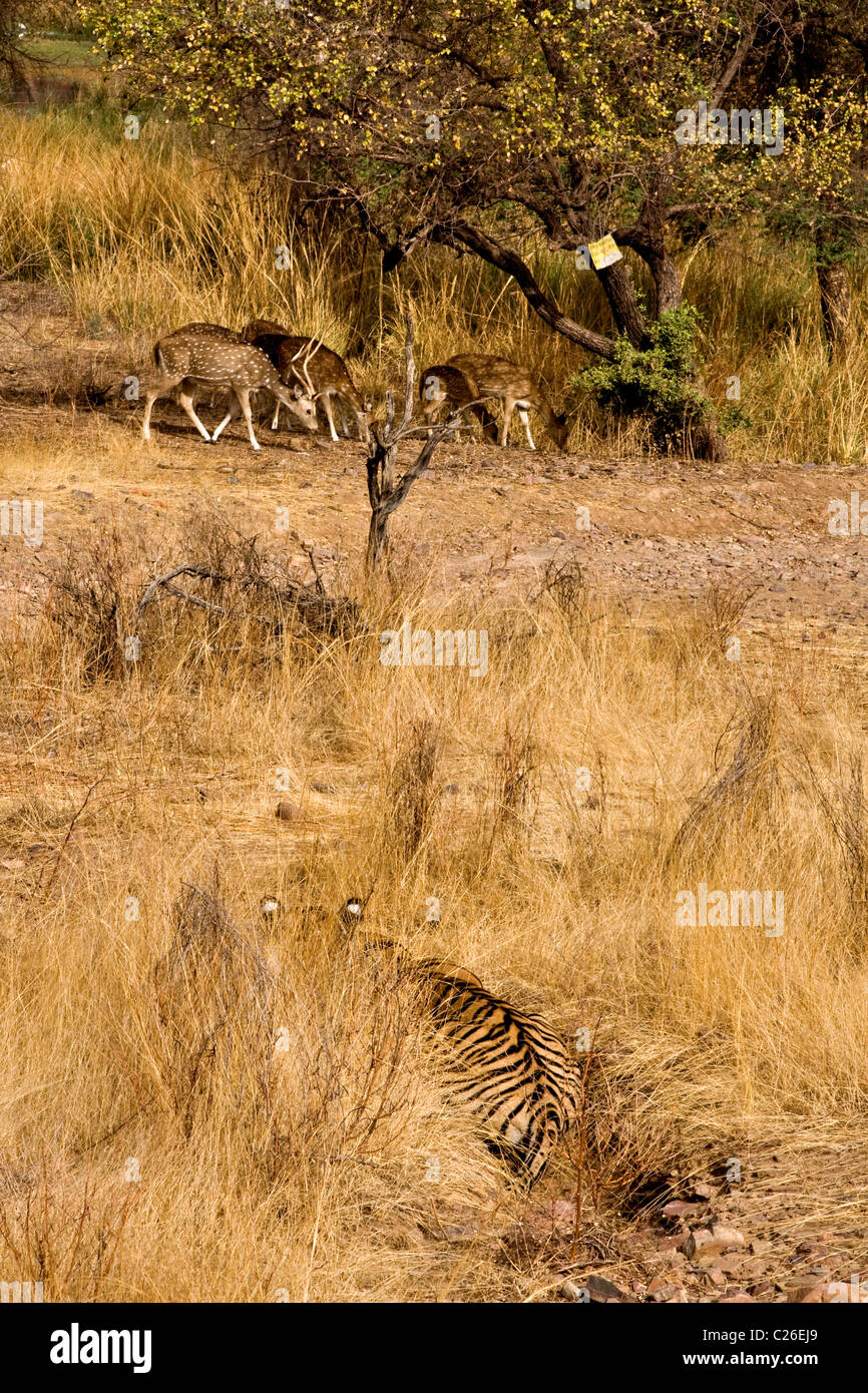 Alert Tiger stalking Reh in die trockene Gräser des trockenen laubwechselnden Wald von Ranthambore Tigers reservieren Stockfoto