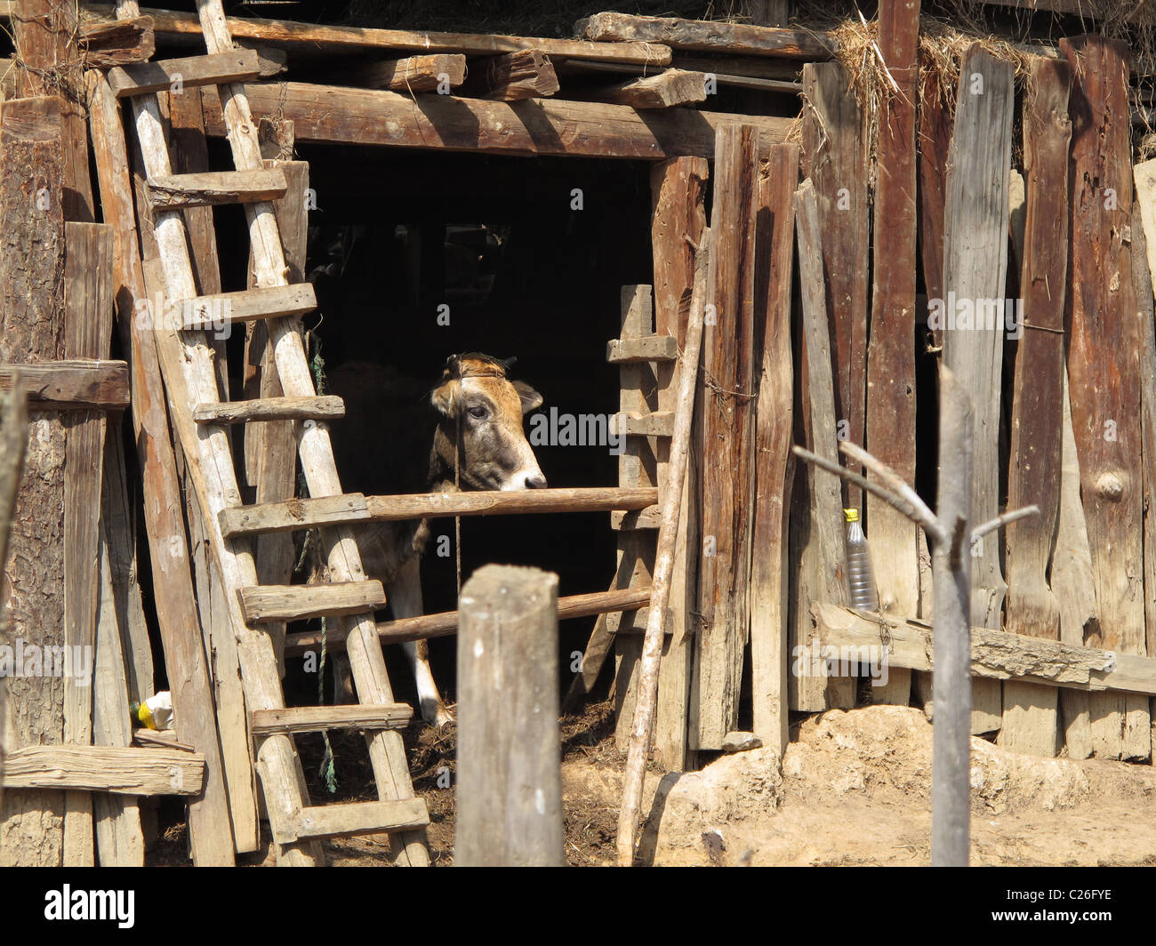 Kuh aus einem Kuhstall, Ura Dorf, zentrale Bhutan Stockfoto