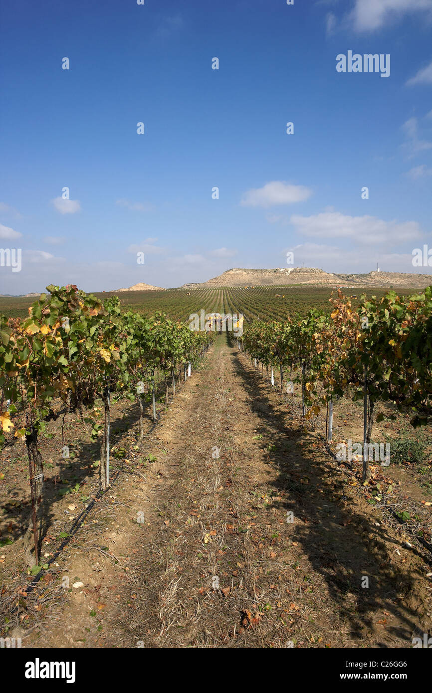 Mähdrescher auf einem Weingut in Raimat LLeida Spanien Stockfoto
