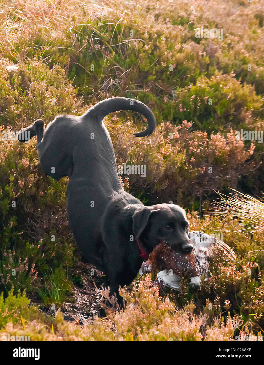 North Yorkshire, England, UK-schwarzer Labrador Hund Abrufen einer Klage, die auf einem grouse Moor gefahren Schießen geschossen wurde. Stockfoto