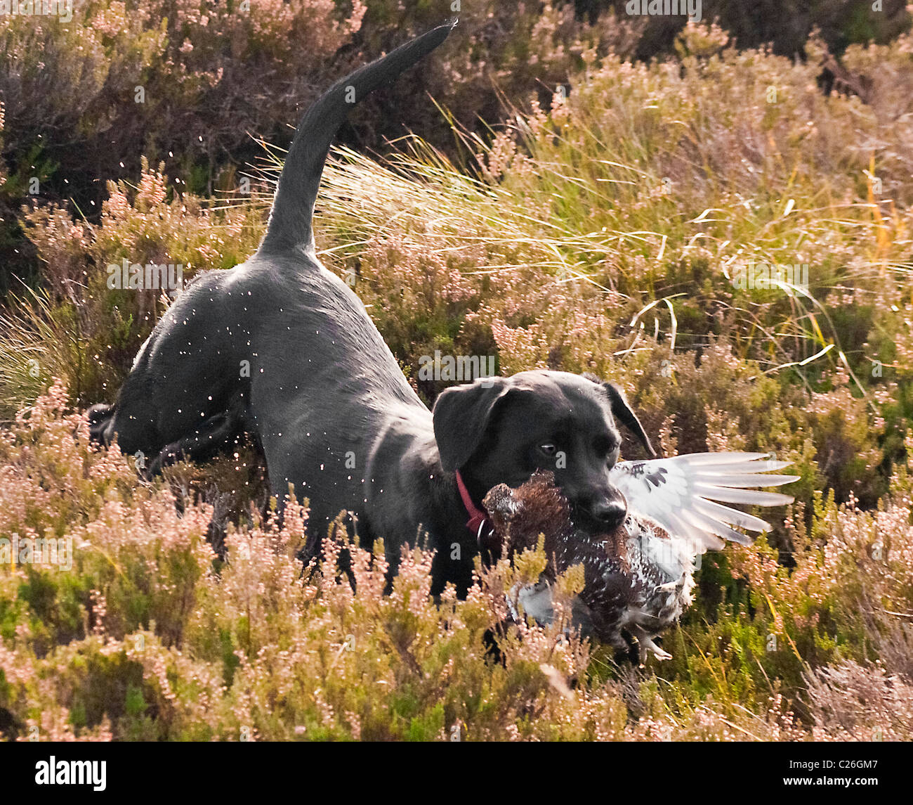 North Yorkshire, England, UK-schwarzer Labrador Hund Abrufen einer Klage, die auf einem grouse Moor gefahren Schießen geschossen wurde. Stockfoto