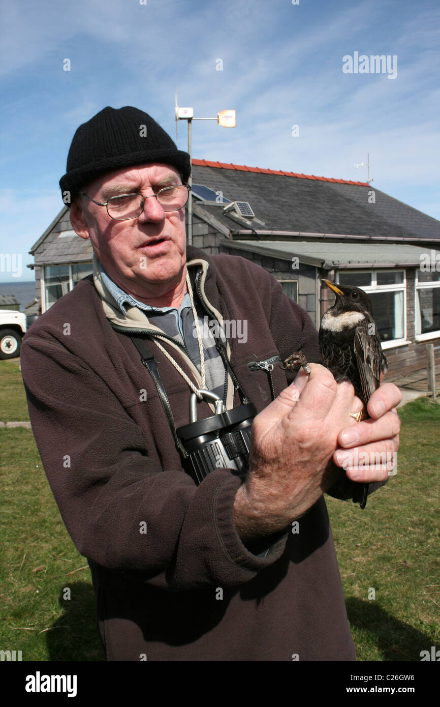 Zweite Jahr männliche Ring Ouzel Turdus Manlius In The Hand nach wird beringt am Hilbre Bird Observatory, Wirral, UK Stockfoto