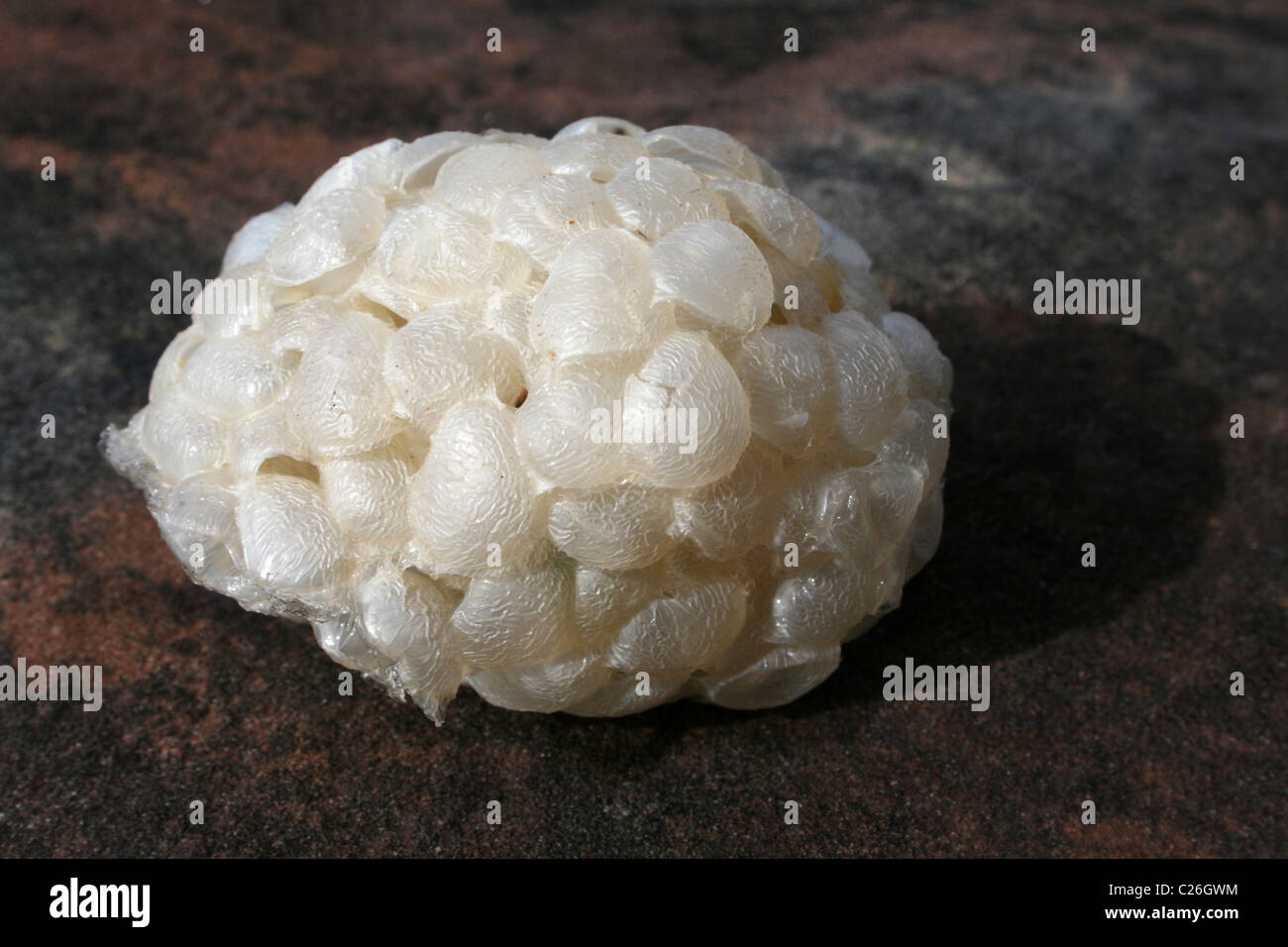 Meer-Wash Ball, Ei Fall der gemeinsamen Wellhornschnecke Buccinum undatum Stockfoto