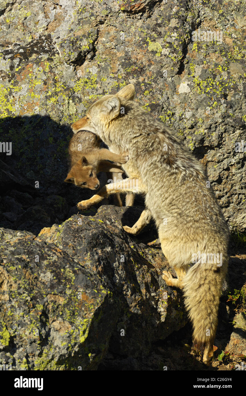 Coyote Welpe von seiner Mutter getragen. Stockfoto