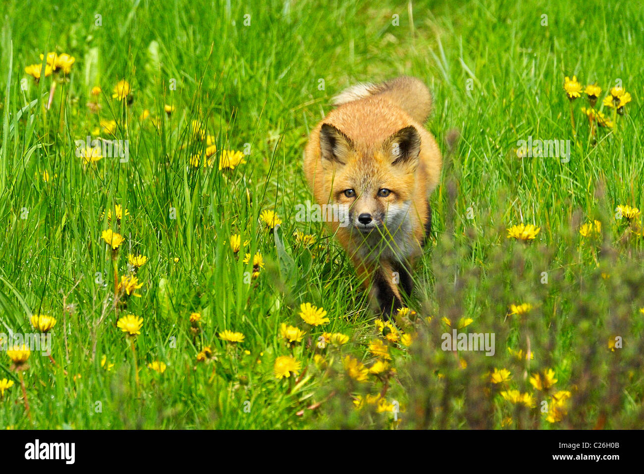 Rotfuchs Baby durch Löwenzahn Stockfoto