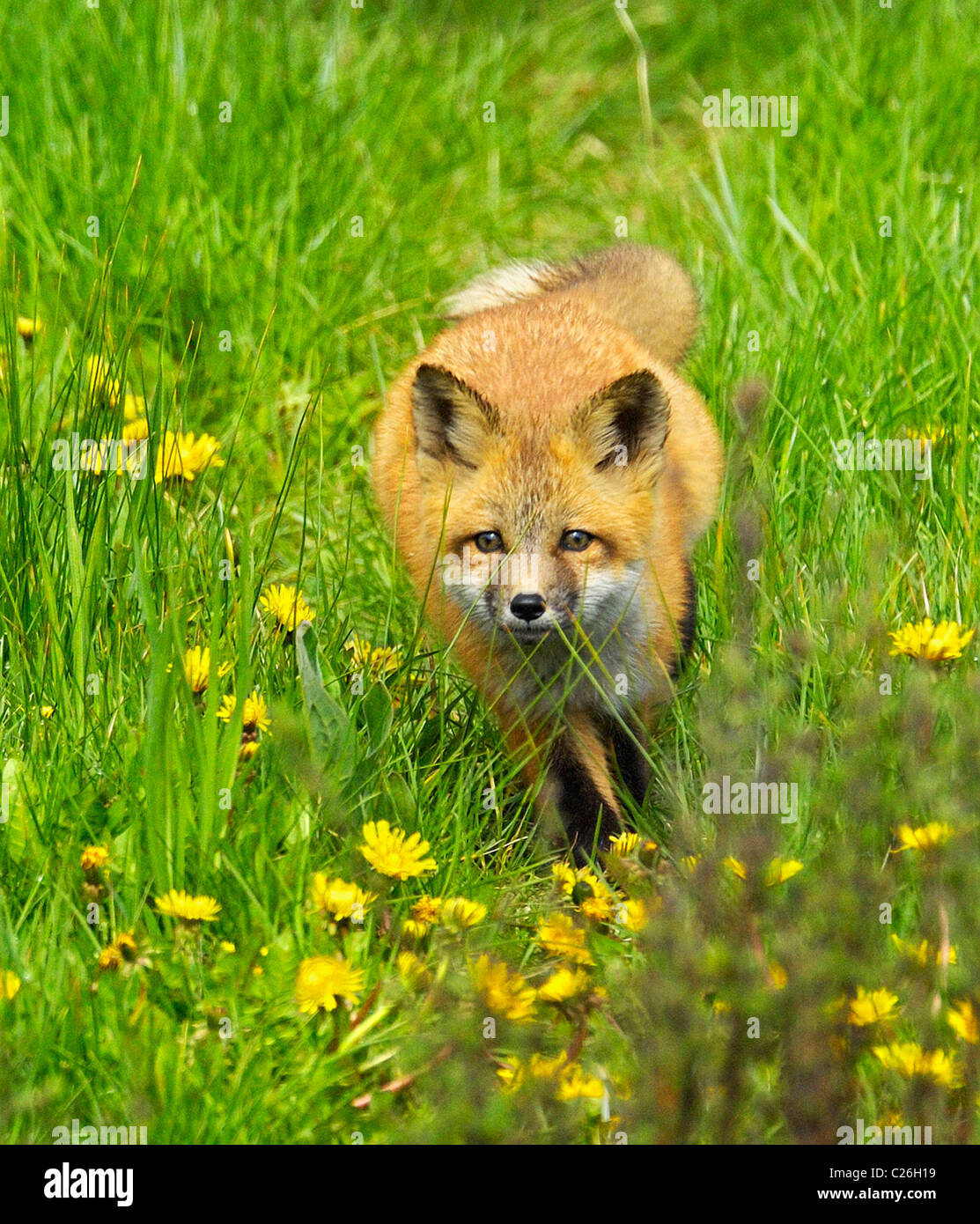 Rotfuchs Baby durch Löwenzahn Stockfoto