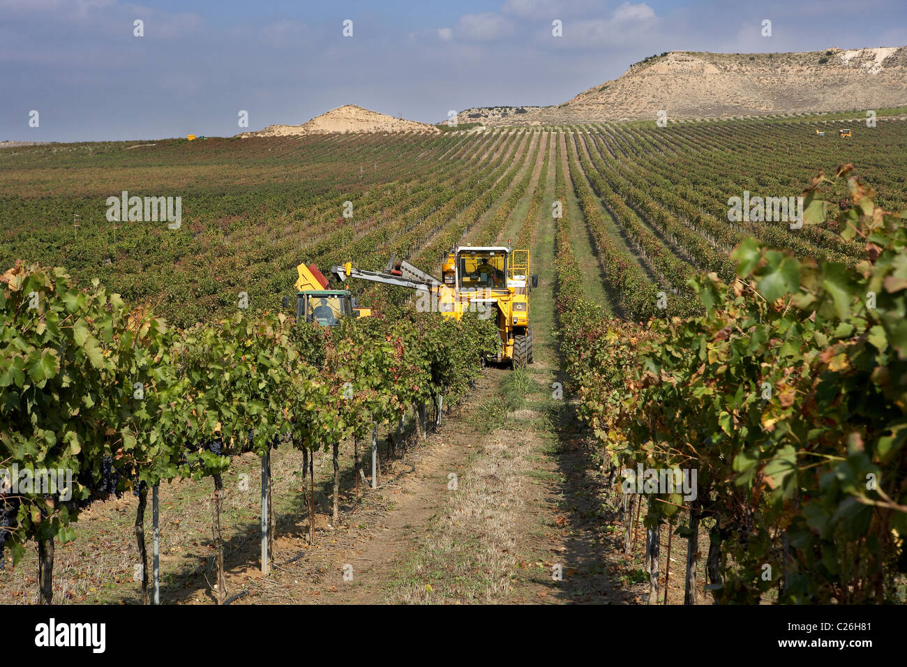 Mähdrescher auf einem Weingut in Raimat LLeida Stockfoto