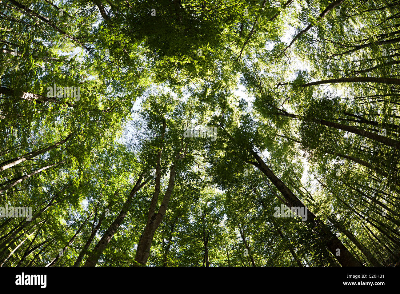 Buche Wald Fageda d ' en Jorda Olot Garrotxa Region Katalonien Spanien Stockfoto