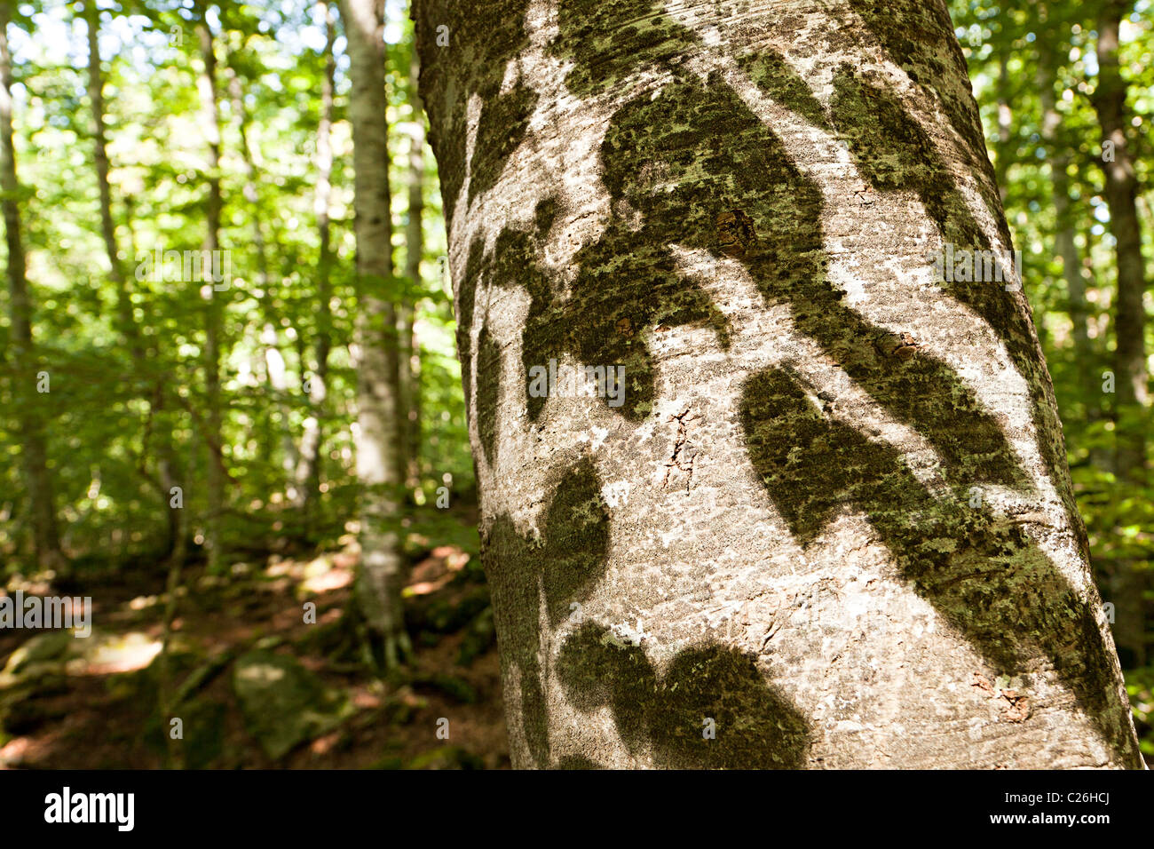 Blatt-Schatten auf Baumstamm in alten Buche Wald Fageda d ' en Jorda Olot Garrotxa Region Katalonien Spanien Stockfoto