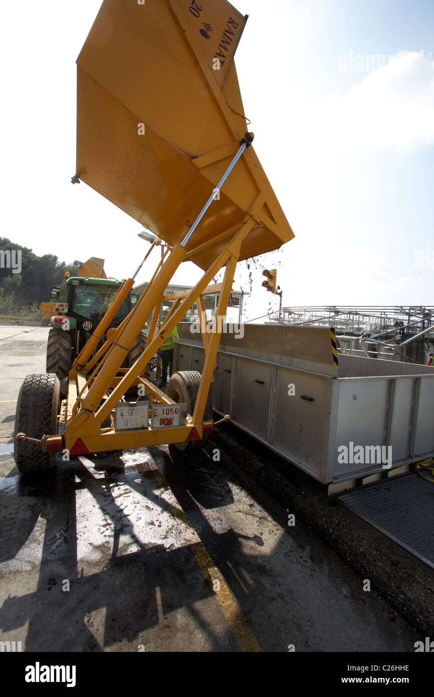 Entladung Traube auf einer Druckmaschine in Raimat LLeida Stockfoto