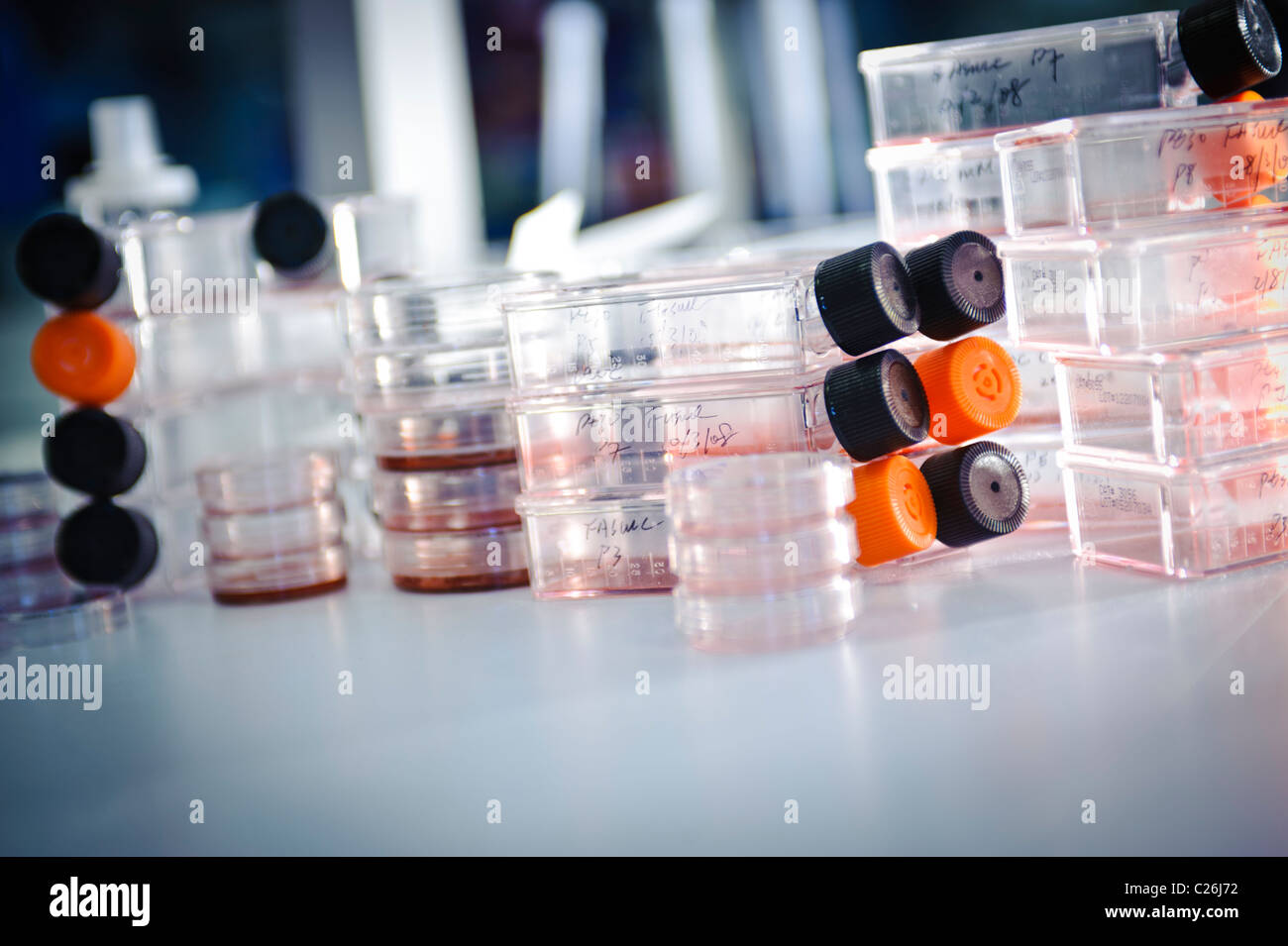 Zellkulturflaschen und Petrischalen in Science Lab Labor Mikrobiologie Stockfoto