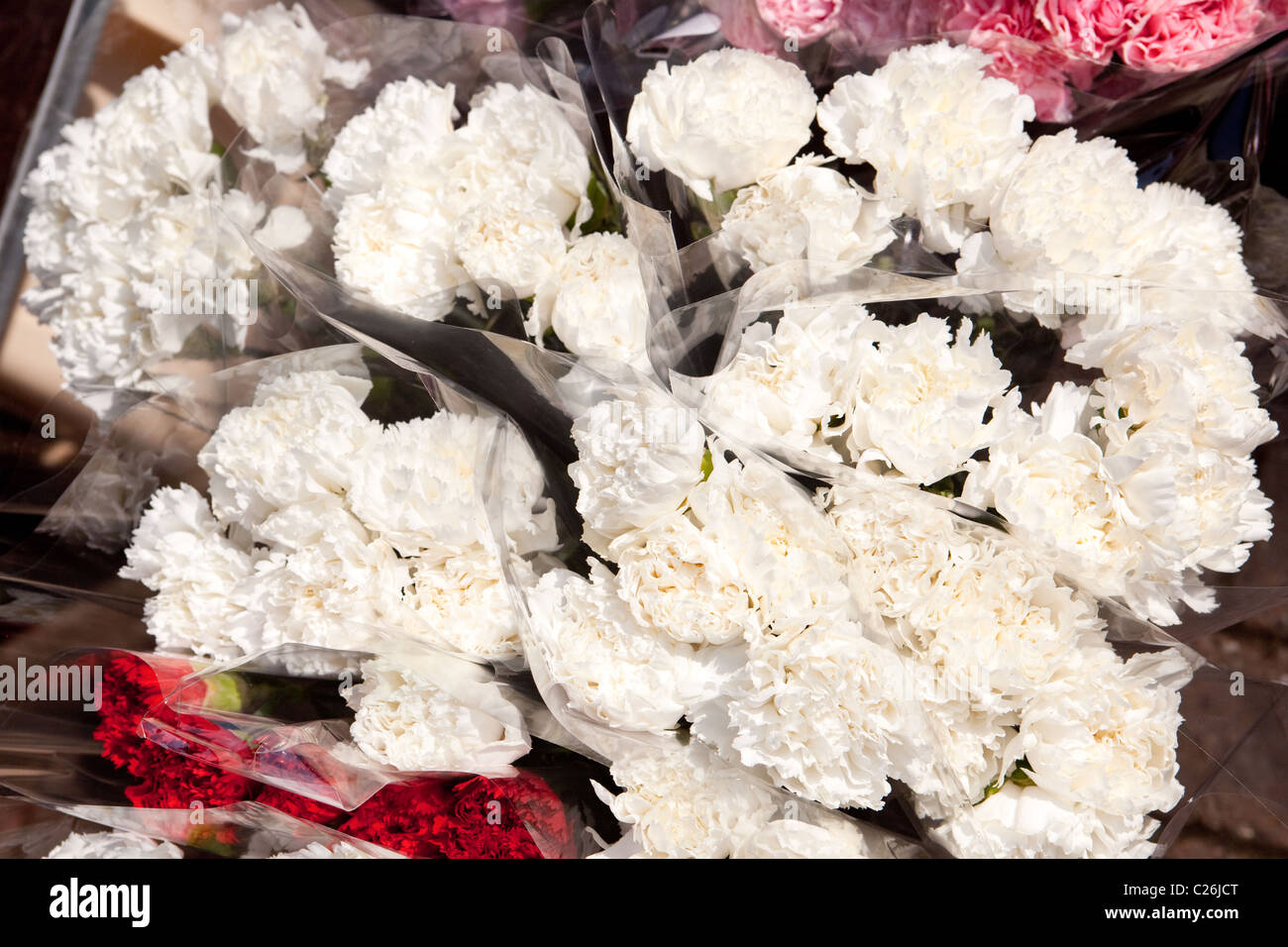 Weiße Nelken zu verkaufen. Straßenhändler Salisbury England UK Stockfoto