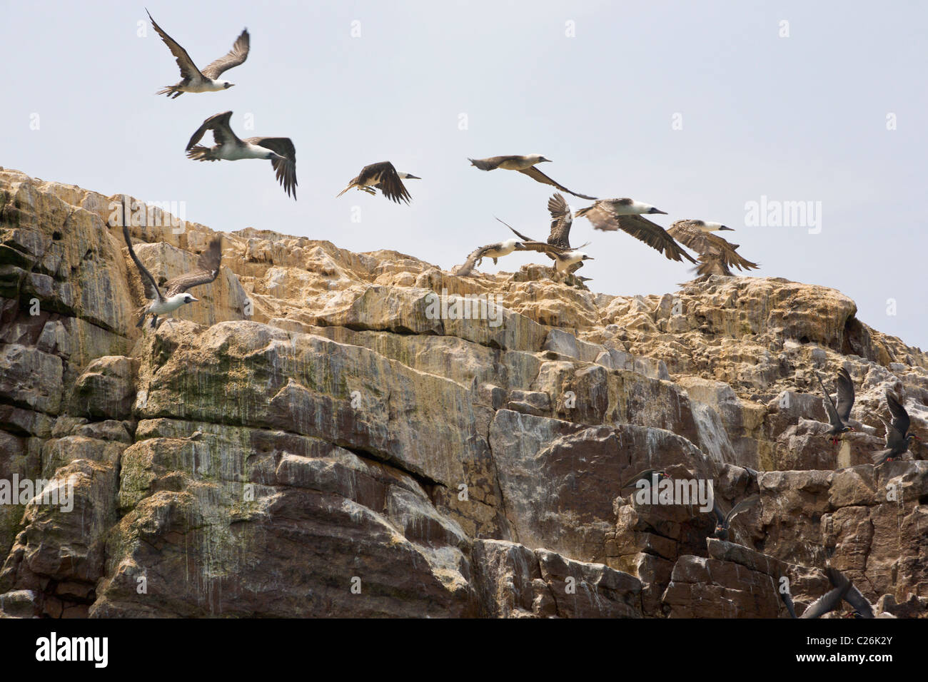 Palomino-Inseln, Callao, Lima, Peru Stockfoto