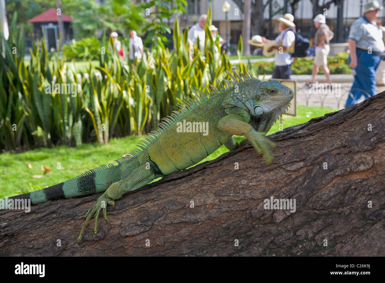Grüner Leguan, Parque Bolivar, Guayaquil, Ecuador Stockfoto