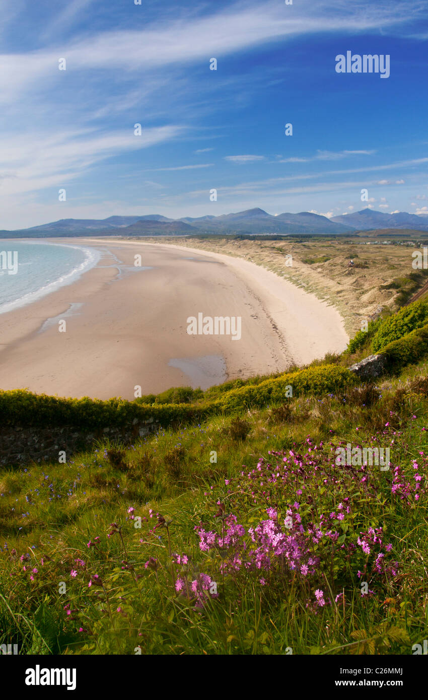 Harlech Strand mit rosa Blüten im Vordergrund Snowdonia im Hintergrund Gwynedd North Wales UK Stockfoto