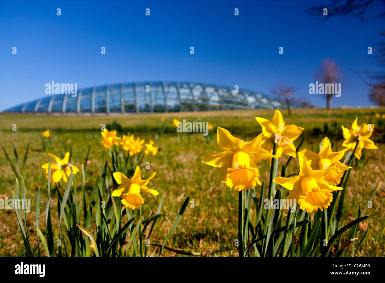 Narzissen außerhalb große Gewächshaus National Botanic Garden of Wales in der Nähe von Llanarthne Carmarthenshire West Wales UK Stockfoto
