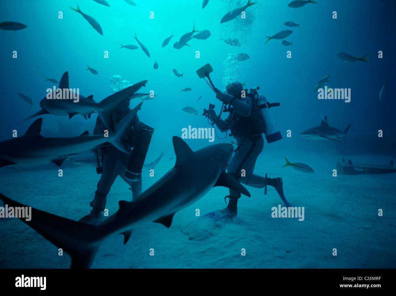 Fotograf schießt Taucher mit Karibische Riffhaie. Bahamas - Karibik Stockfoto