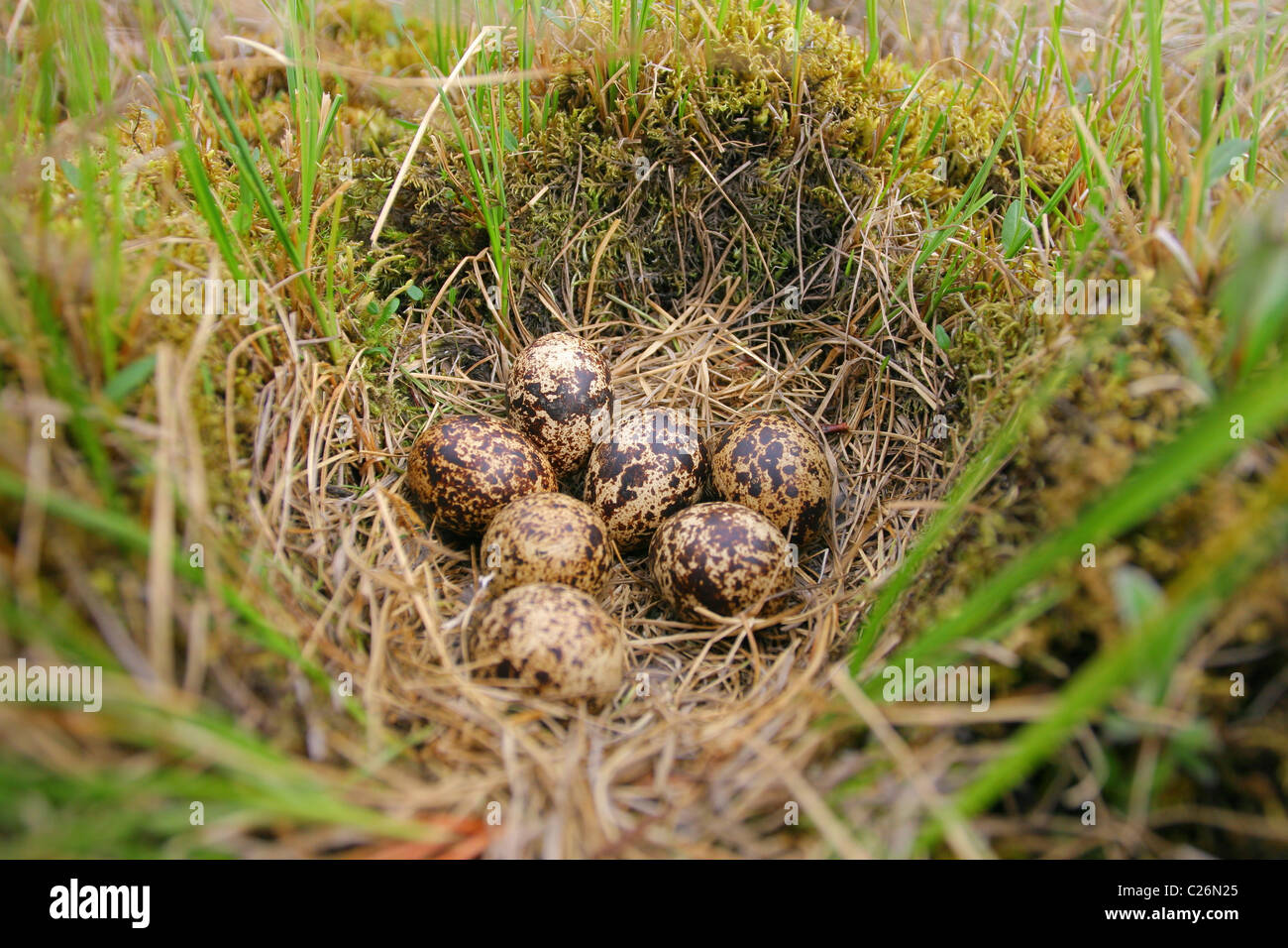 Nest mit Verlegung von Moorschneehuhn (Lagopus Lagopus) auf der Erde. Tundra, Jamal-Halbinsel, Russland Stockfoto