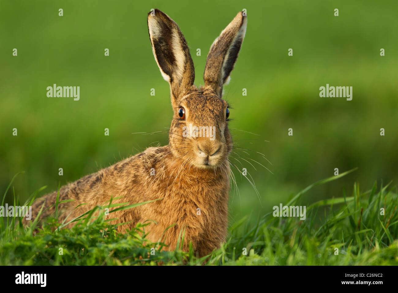 Porträt eines braunen Hasen, saß in einem Weizenfeld Frühling im frühen Morgenlicht. (Lepus Capensis) Stockfoto