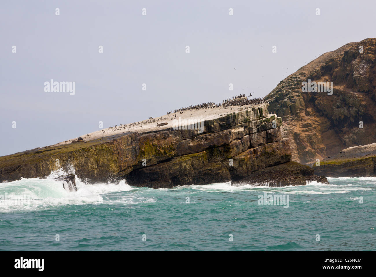 Sea Bird Kolonie, Palomino Inseln, Callao, Lima, Peru Stockfoto