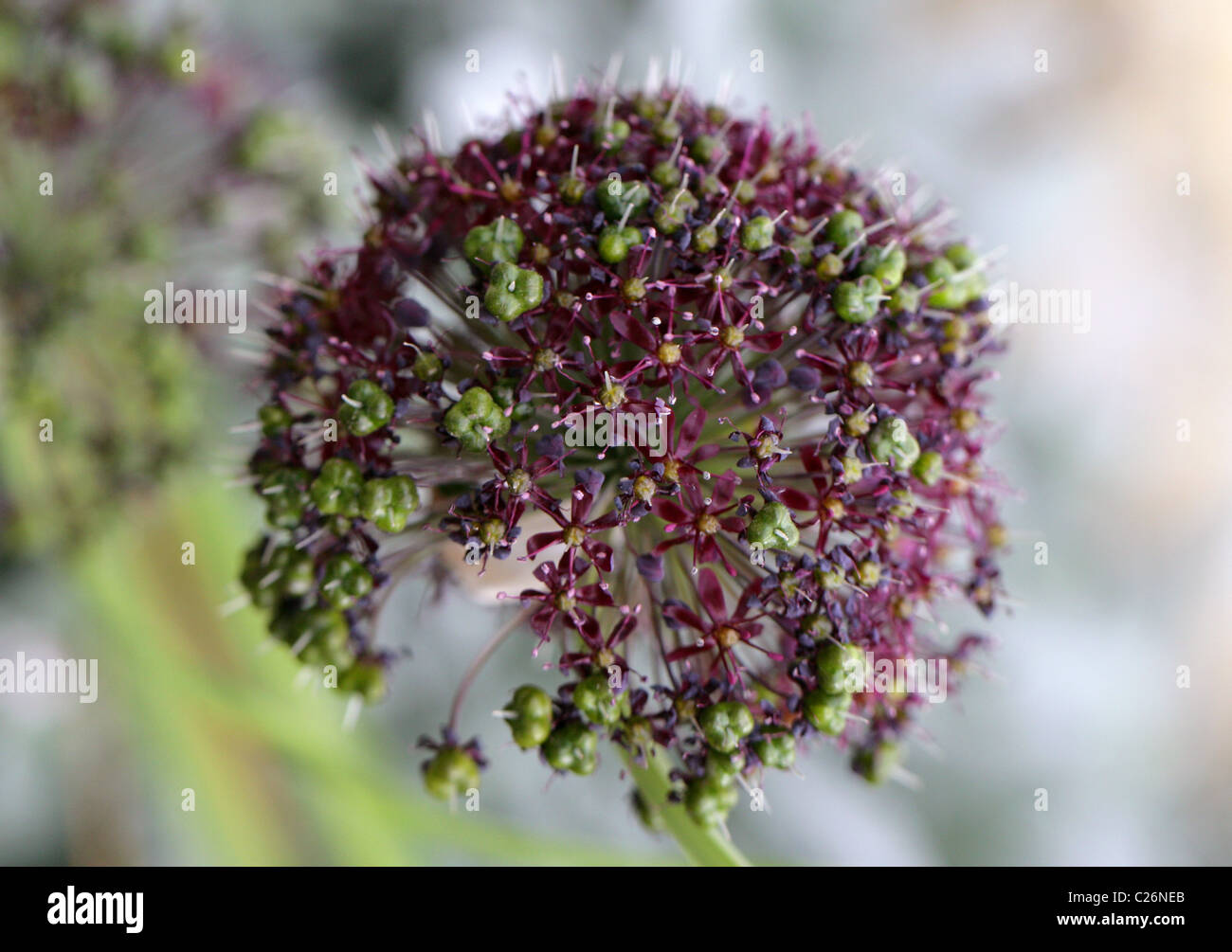 Himalayan Zwiebel, Allium Wallichii, Affodillgewächse, Himalaya. Stockfoto