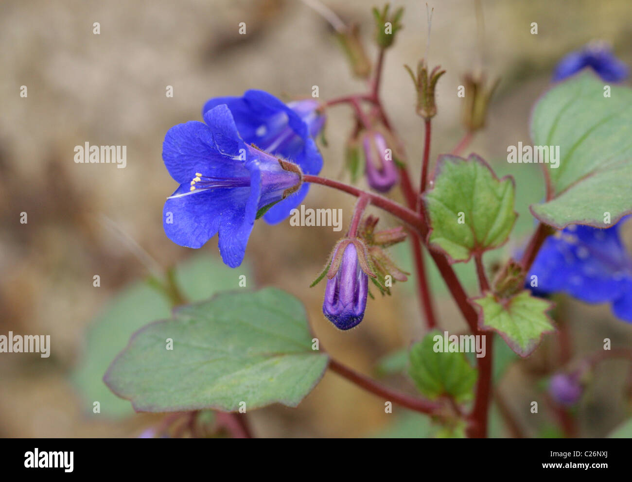 Kalifornien Bluebell, Desert Blue Bells, Wüste Glockenblumen, Desertbells, Phacelia Campanularia Subspecies Campanularia, Boraginaceae Stockfoto