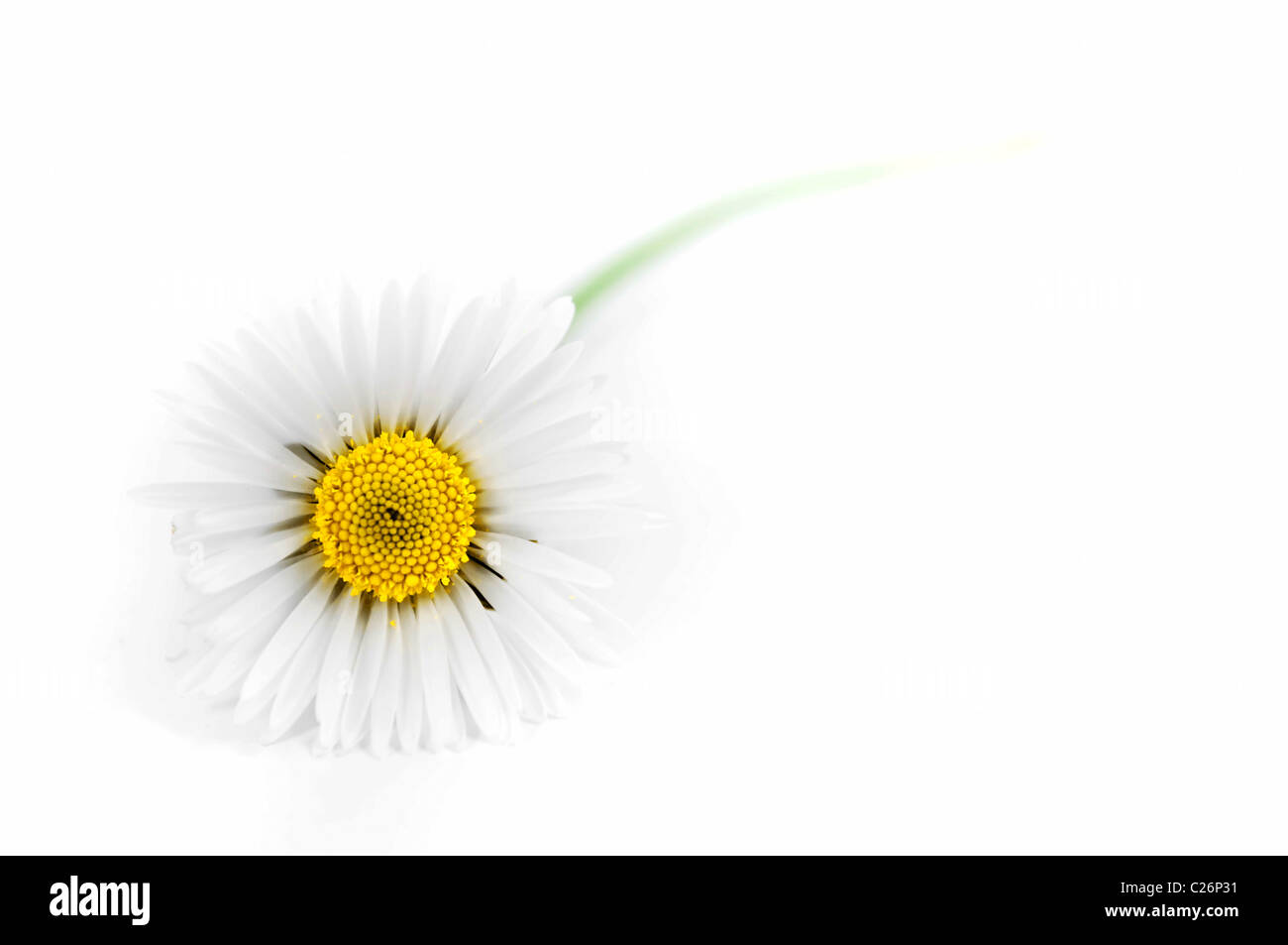 White Daisy beleuchtet, isoliert auf weißem Hintergrund Stockfoto