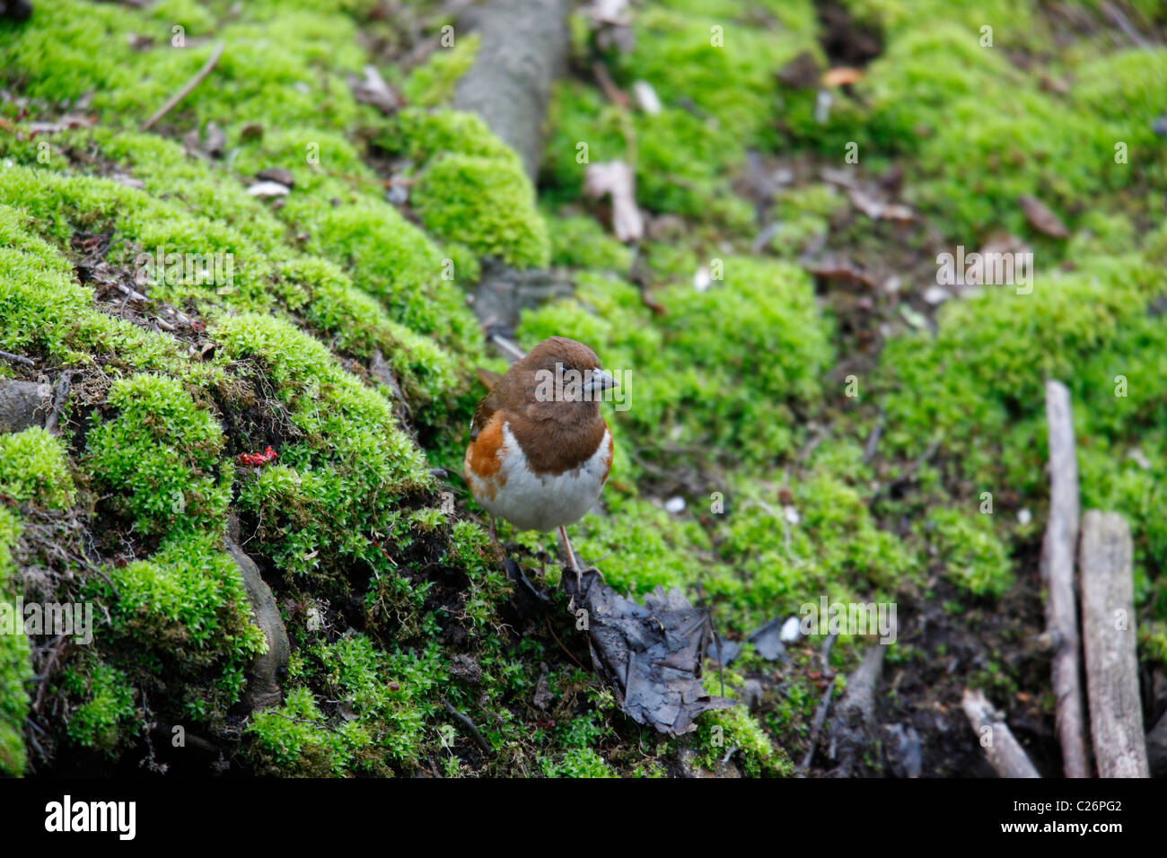 Östlichen Towhee (Pipilo Erythropthalmus Erythropthalmus), rotäugigen Unterart, Weiblich Stockfoto