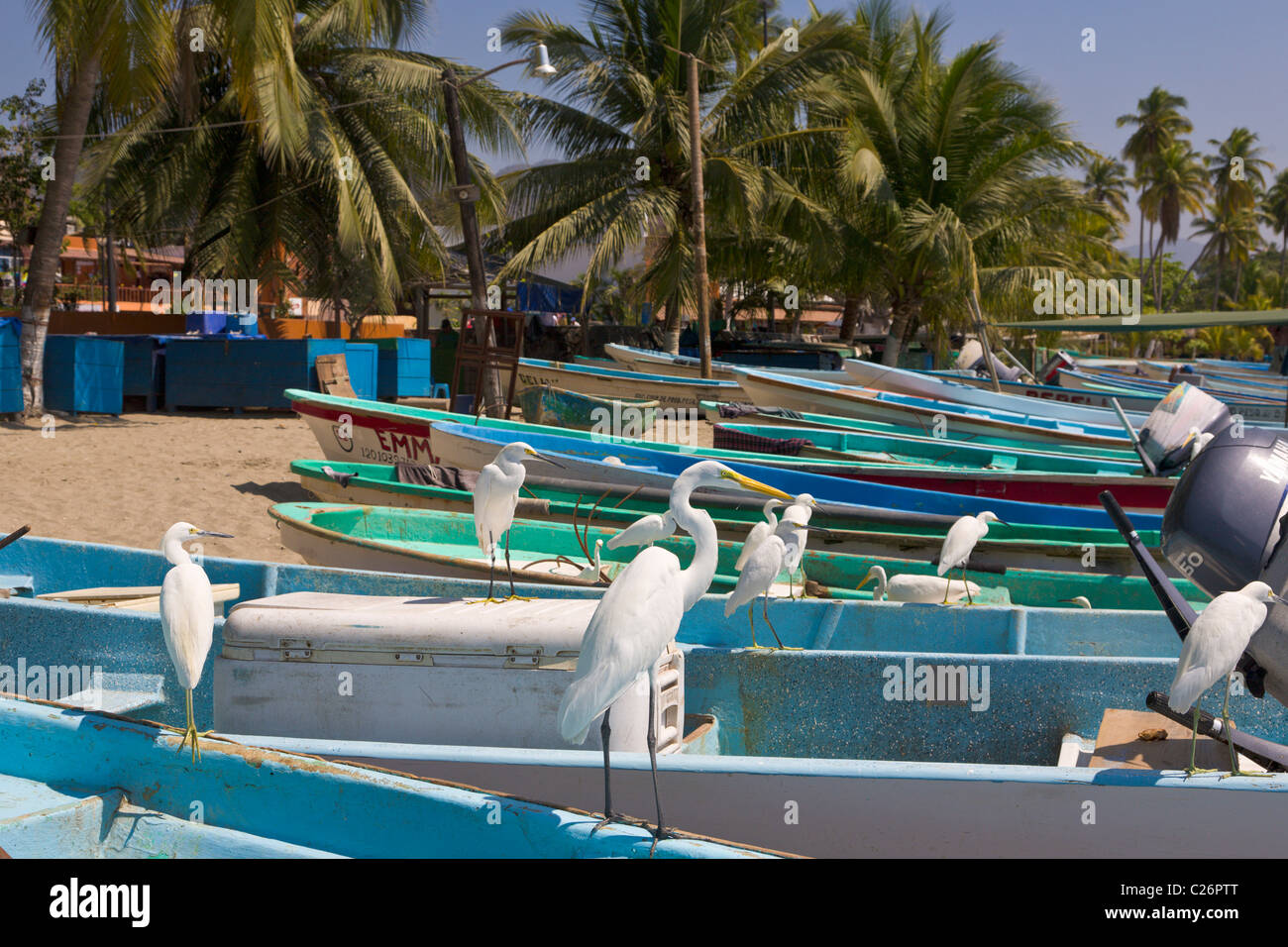 Reiher am Strand von Zihuatanejo, Guerrero, Mexiko Stockfoto