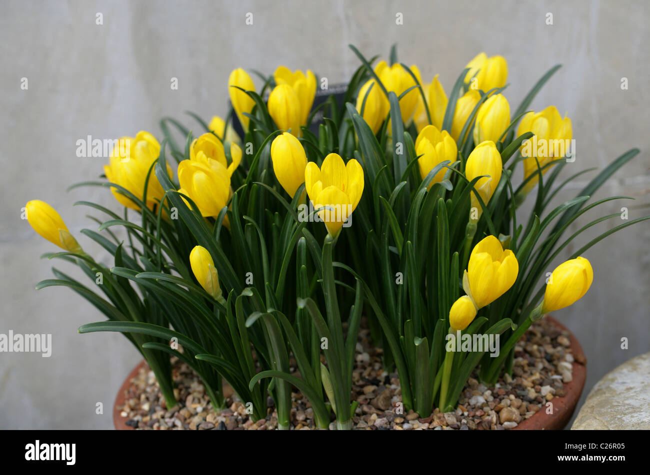 Gelbe Herbstzeitlose, Sternbergia Lutea, Amaryllisgewächse. Aka Herbst Narzisse, Herbst Narzisse, Lilie-the-Bereich, Winter Narzisse. Stockfoto