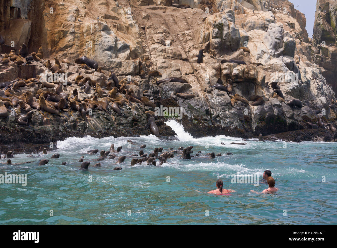 Touristen, Schwimmen mit Seelöwen, Palomino Inseln, Callao, Lima, Peru Stockfoto