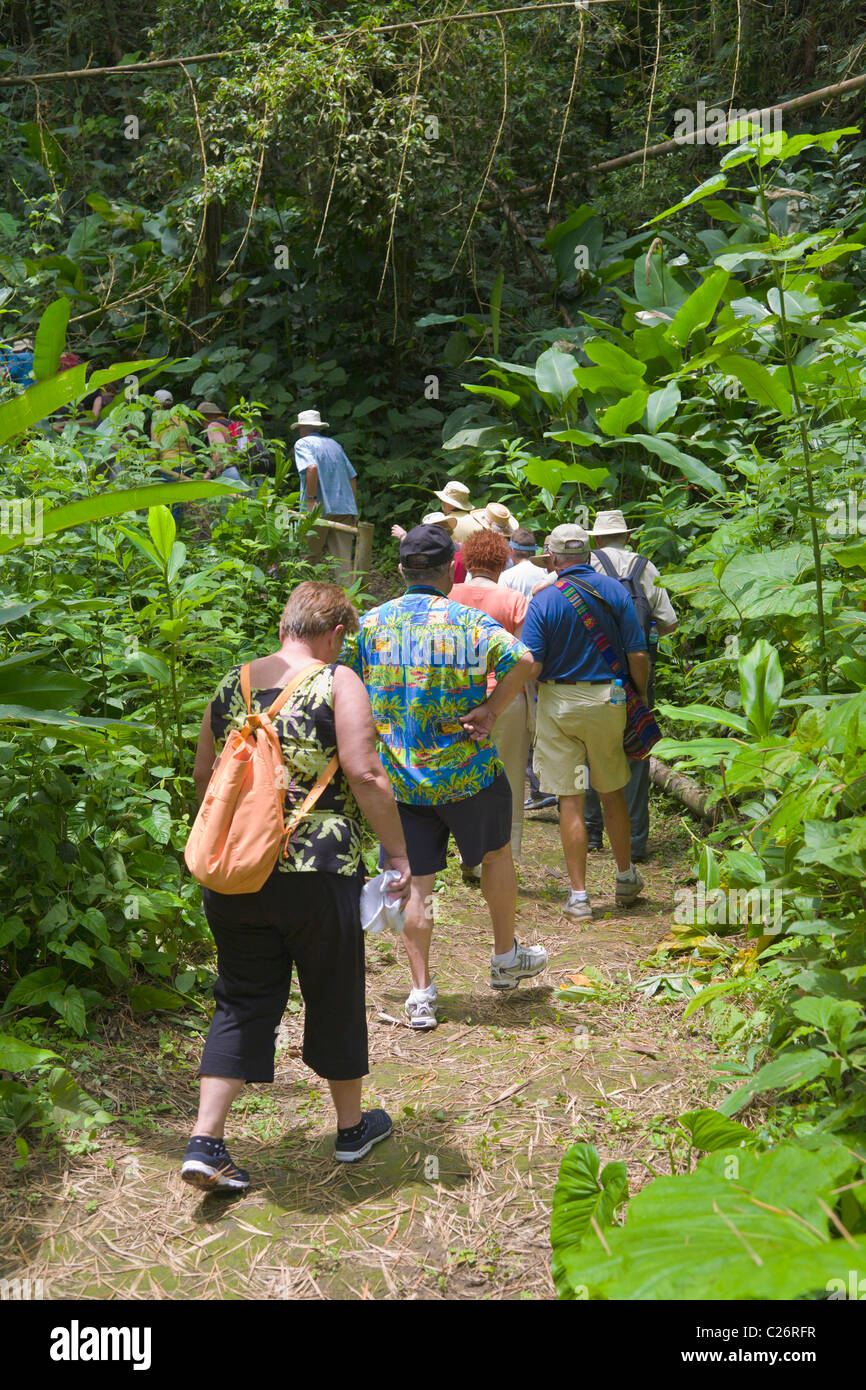 Touristen auf Trail im Coronas Nebelwald, Ecuador Stockfoto