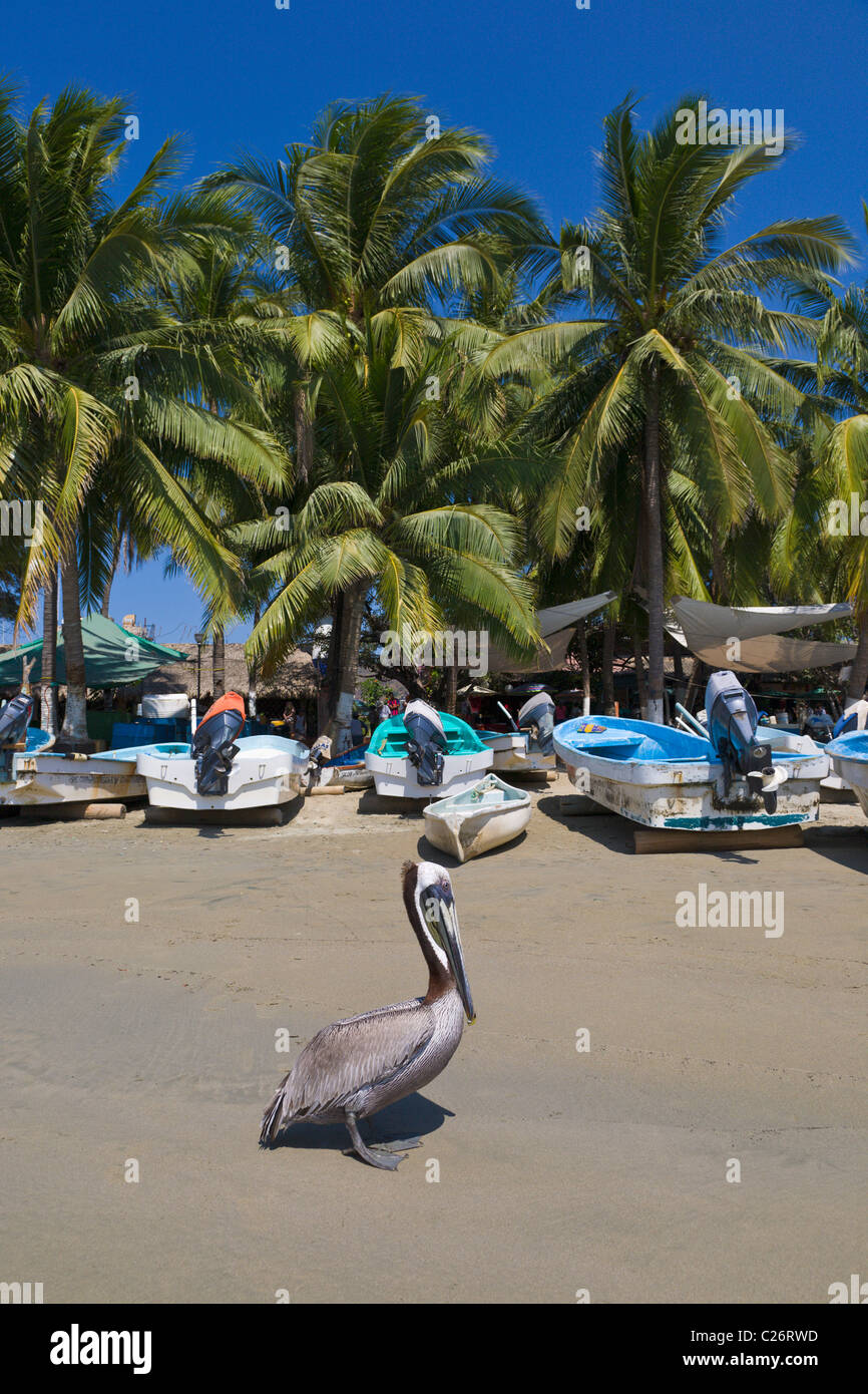 Brauner Pelikan am Strand von Zihuatanejo, Guerrero, Mexiko Stockfoto