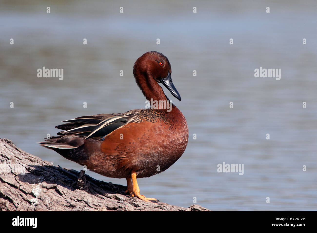 Zimt-Teal-männlicher Drake steht auf Baumstamm Stockfoto