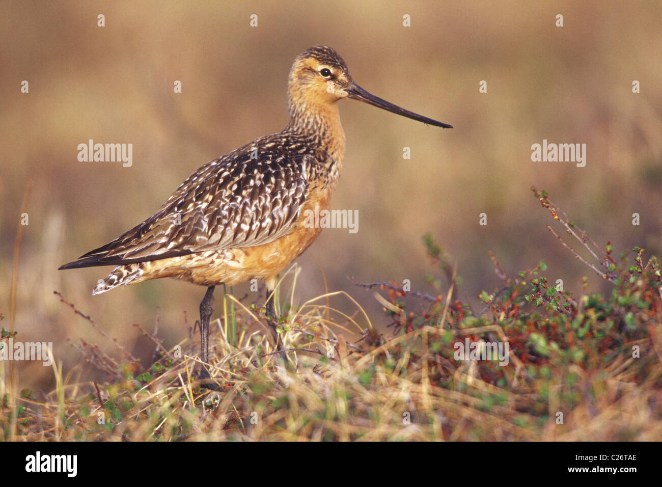 Bar-tailed Uferschnepfe Stockfoto