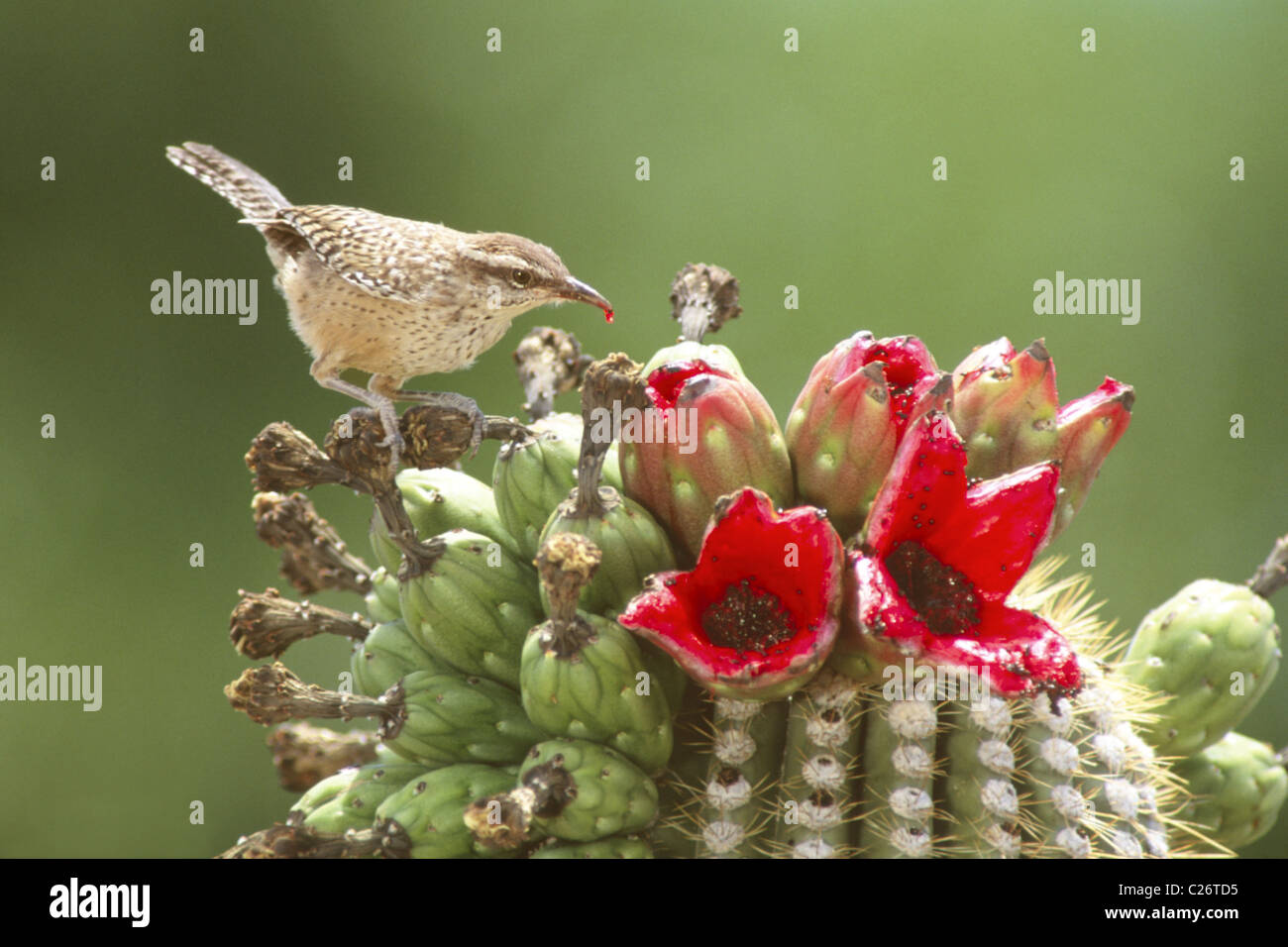 Kaktus-Zaunkönig Fütterung auf Sagaro Kaktus Frucht Stockfoto