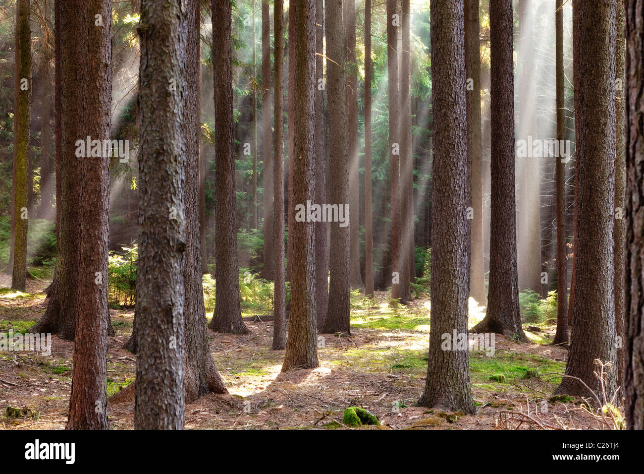 Wald-Szene mit Sonnenstrahlen durchscheinen Zweige Stockfoto