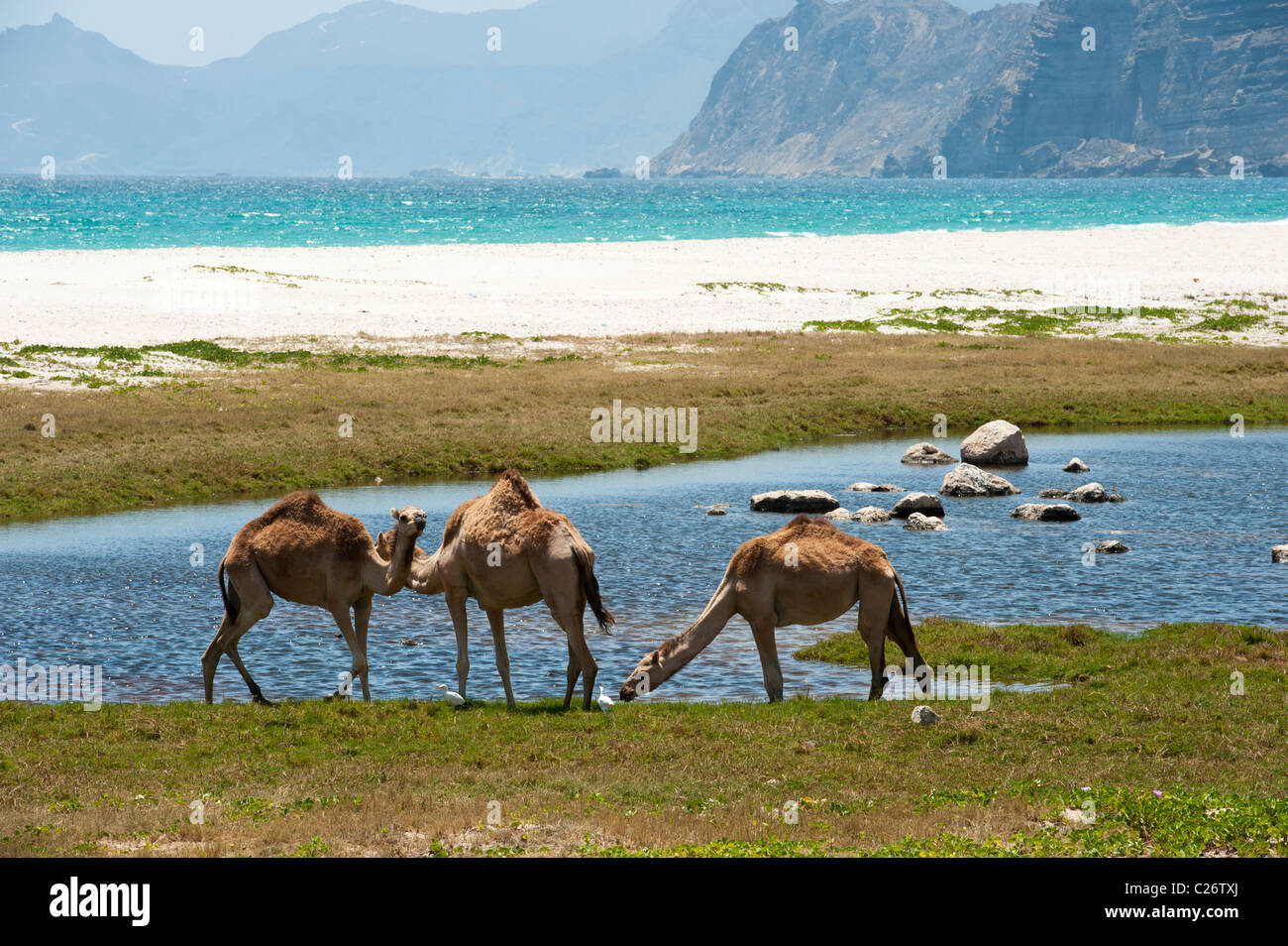 Kamele Weiden in der Nähe eines Strandes in Salalah, Oman Stockfoto