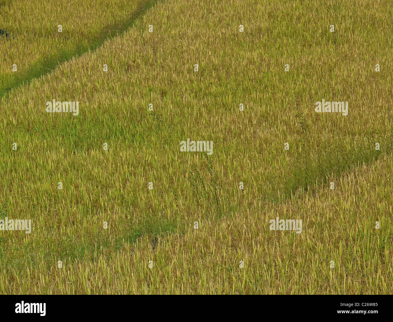 Bereich der Reisernte, Oryza Sativa, Ratnagiri, Maharashtra, Indien Stockfoto